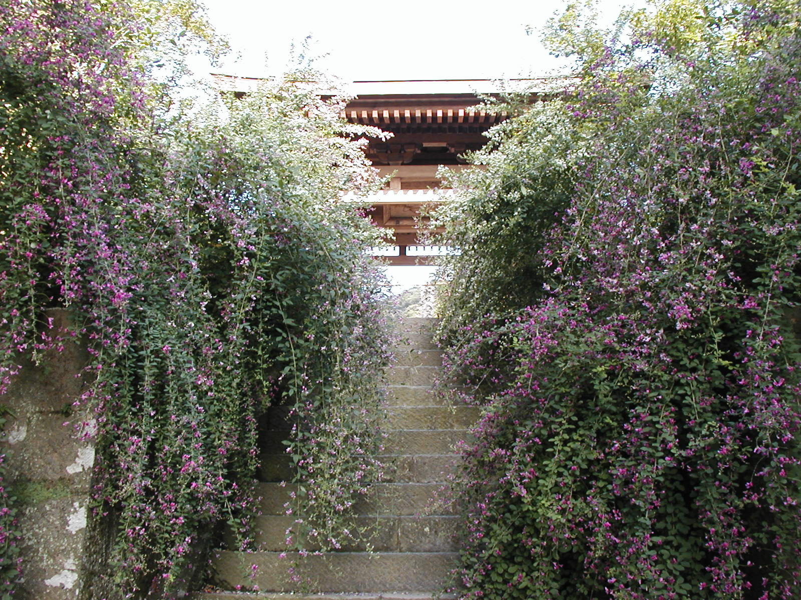 海蔵寺の萩