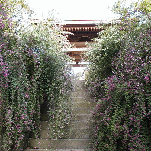 海蔵寺山門の萩