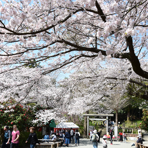 桜咲く春爛漫の鎌倉！北鎌倉と鎌倉駅周辺の桜の名所を歩く