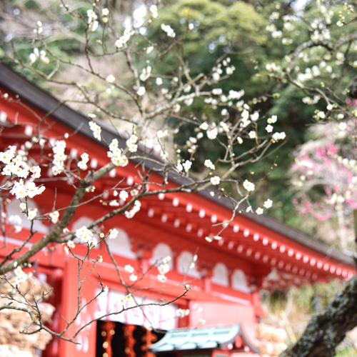 早春の鎌倉 やわらかな日差しの中、梅の名所3カ所めぐり