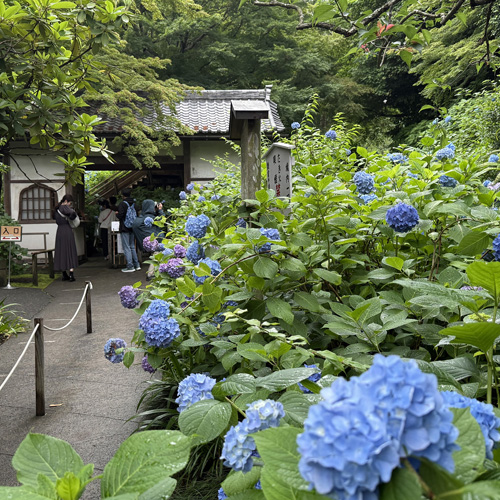 明月院門前のアジサイ