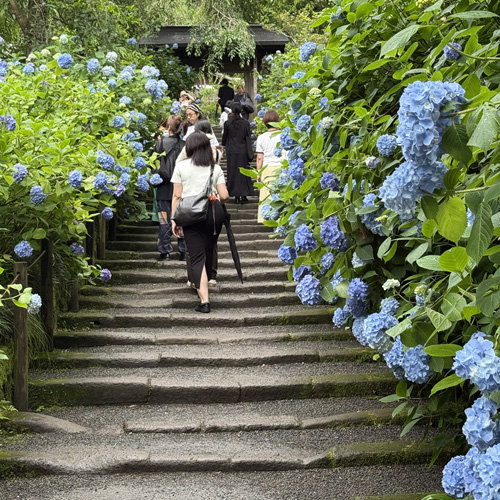 明月院参道のアジサイ
