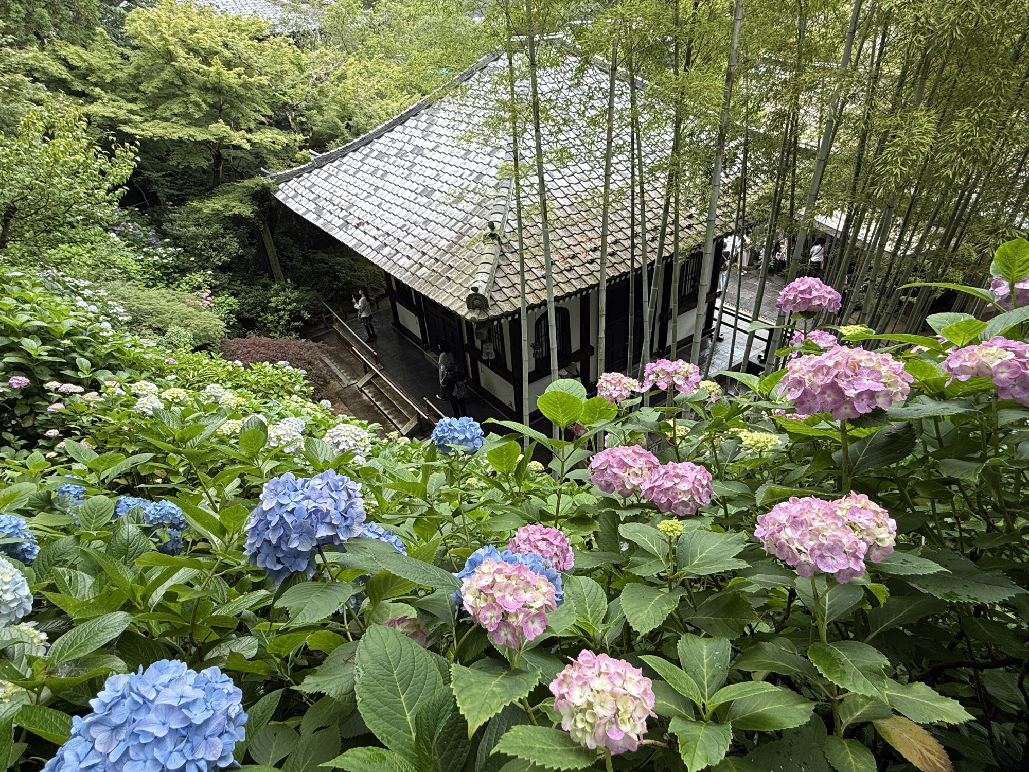 長谷寺のアジサイ