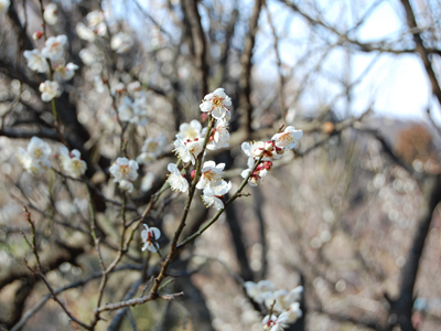 400本の白梅が咲く梅林