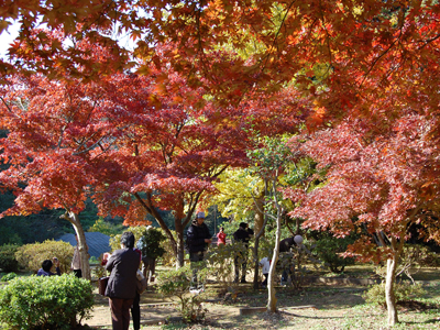 源氏山公園は、鎌倉有数の紅葉の名所