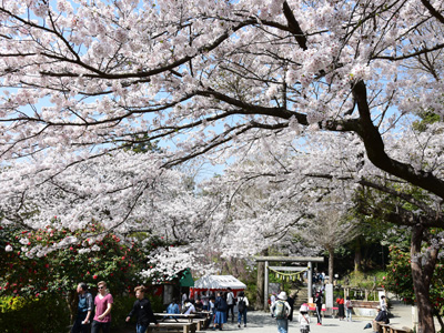 鎌倉で花見といえば、源氏山公園