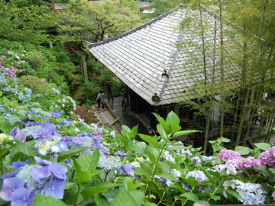 鎌倉有数の紫陽花の名所