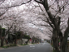 ハイランドの桜並木