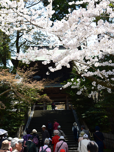 夏目漱石の小説にも登場する山門と桜