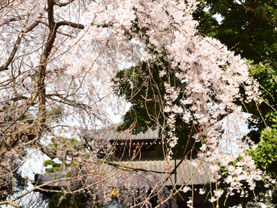 鎌倉一の枝垂れ桜