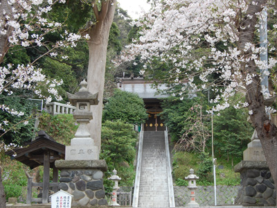 鎌倉最古の神社の桜