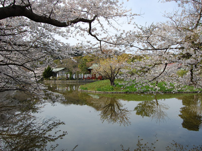 鶴岡八幡宮　桜のおもてなし