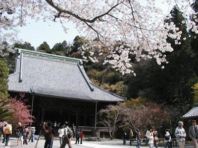 鎌倉の桜の穴場